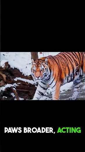 Siberian Tigers Are Disappearing FAST 🐯