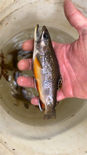 2025 HIGHLIGHT: The Coldwater Fisheries Program documented successful reproduction of brook trout in three streams to which they had translocated adults. To expand on this project, Bear Creek Hatchery staff constructed a recirculating aquaculture system to serve as a separate quarantine facility for propagating brook trout to establish new populations. This facility incubated fertilized brook trout eggs spawned streamside from wild fish. Propagating trout from wild eggs will facilitate introduct