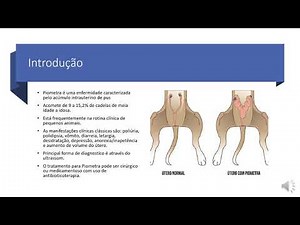 Diagnóstico de piometra por ultrassom