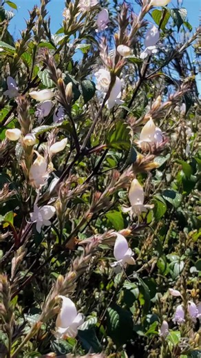 “The Neluu flower, a rare beauty that blooms once every 12 years in Horton Plains, Sri Lanka. I was lucky to witness this breathtaking sight — a true reminder of nature’s timeless magic.”#hortonplains #travelsrilanka🇱🇰 #flowers