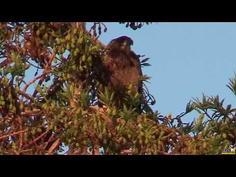 Juvenile Bald Eagle Takes First Flight
