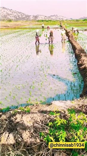TRANSPLANTING PADDY in a paddy field, 🌾😍 #shorts