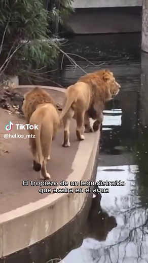 León se cae al agua, caídas de leones