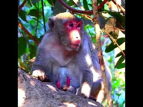 Unexpected News! Jane the Monkey Is Going to Be a Mom