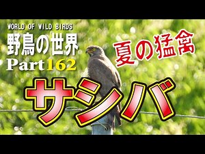 野鳥の世界Part162 夏の猛禽サシバ
