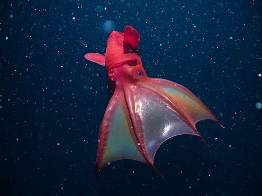 Vampire Squid ~ MarineBio Conservation Society