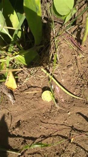 Unique Way to Mark Your Property Lines #shorts