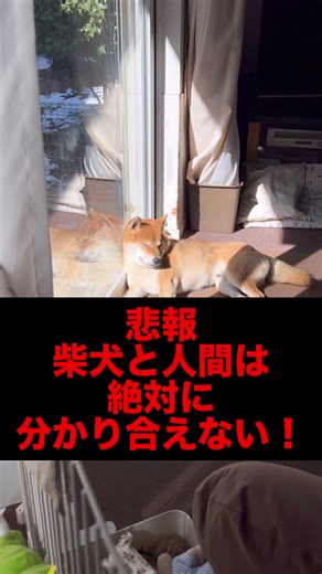 柴犬と人間の心の距離