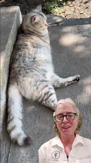 Why Is My Cat Scooting? It Could Be the Anal Glands