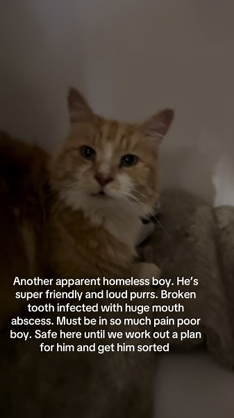 So many cats out there needing help but only a few can get their help needed as there’s not enough rescues to help every cat. We all try our best. This boy is lucky #cats #cat #gingercat #orangecat #catrescue