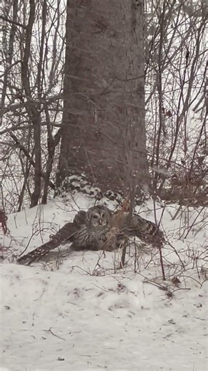 PSA: Introducing Food To The Natural Environment May Have Undesired Results