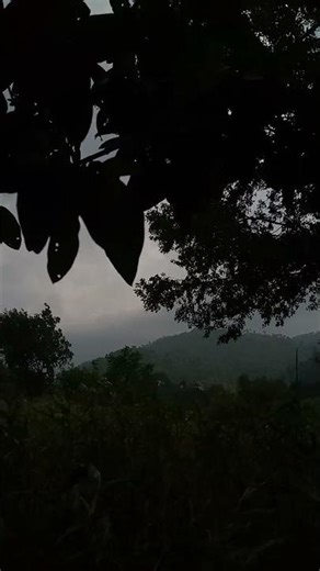 Soothing Wind & Rustling Leaves 🍃 | Peaceful Nature Sounds