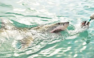 Shark Meat: The Lowdown on This Interesting Meat Option