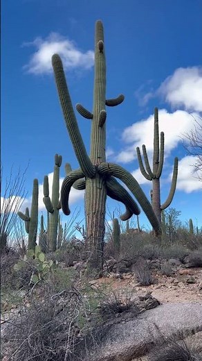 Saguaro National Park 4 (Giant Pillars National Park)