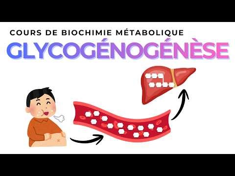 GLYCOGENOGENESE | Biochimie Métabolique
