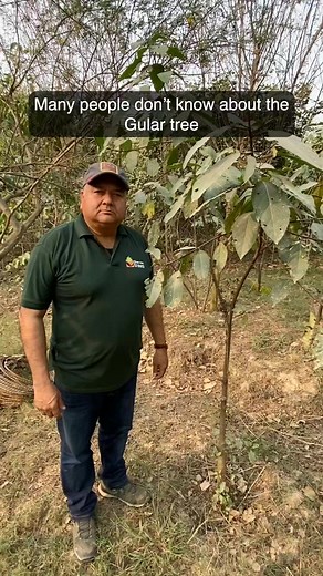 Peepal Baba talks about the importance of the Gular tree #trees #treesofindia #plants #gular #gardening | Give Me Trees Trust