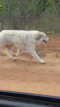 Goat Refuge guardian dog Ranen out running miles to music again on 2026-03-31