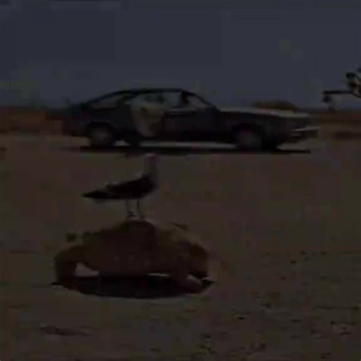 tsunami el perro rescatista de Venezuela que ha salvado muchas vidas,ese perro merece una estatua #aura #venezuela #tsunami #viralvideo