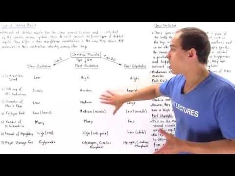 Types of Skeletal Muscle