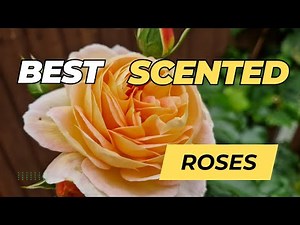 My Top 10 MOST Fragrant Roses You NEED These Scents! // The Rose Enthusiast