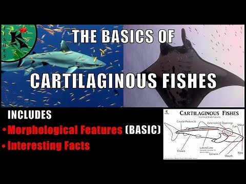 The Basics of Sharks, Skates, Rays and Chimaeras (Cartilaginous Fishes) | Koaw Nature Lesson 4