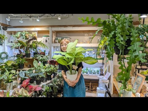 [New Arrivals: Plants & Pots Showcase Livestream] 08/07/2026