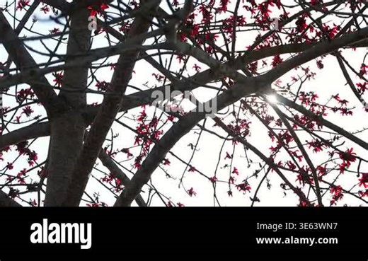Low-angle view of silk cotton tree (Bombax ceiba) branches with red blossoms illuminated by sunlight. The rays of light passing through the leafless branches create a dramatic and artistic natural scene, highlighting the beauty of spring Stock Video Footage - Alamy