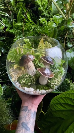 Кімнатні рослини🍃 Флораріуми🍃 Рослини хижаки🍃Декор🍃 on Instagram: "Тропічний флораріум з грибочками ручної роботи🍃 ▫️Діаметр флораріума на відео 20 см🍃 ▫️Ціна — 2500 грн🍃 Також можна замовити у меншому діаметрі. Діаметр флораріума 17 см — ціна 1850 грн🍃 ▫️Набір грибочків окремо — 450 грн🍃 ▫️Матеріал — полімерна глина🍃 ▫️Виконання повтора 3-5 робочих днів🍃 ▫️Якісне пакування🌿 ▫️Відправлення Новою або Укрпоштою по всій Україні💙💛 ⠀ 📩 Щоб оформити замовлення пишіть у direct🌿 #флорарі