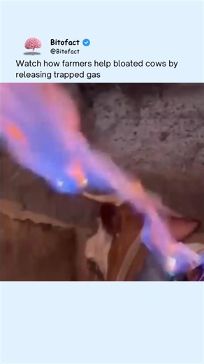 Bitofact | Educational Facts and Videos on Instagram: "Cows can become dangerously bloated when gas builds up in their stomach and cannot escape naturally. This condition, known as bloat, can put pressure on their lungs and heart within minutes. When this happens, farmers may need to release the trapped gas using a specialized tube or veterinary tool. This quickly reduces pressure and can save the animal’s life. Bloat is most common when cattle eat certain fresh grasses or grains that ferment ra