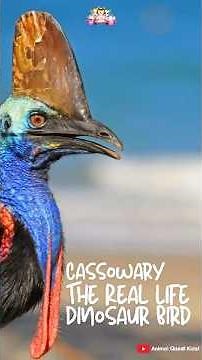 Cassowary – The Real-Life Dinosaur Bird #funfacts