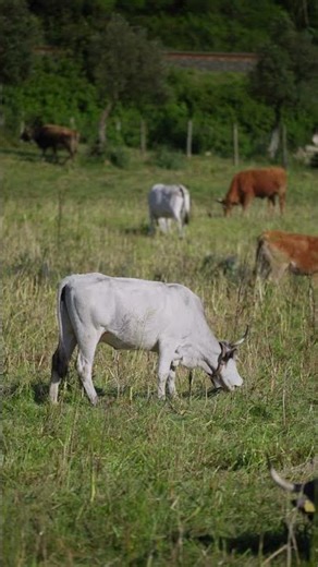 How to make feed for cows | How to get food for cows | How to make feed for cattle| Cow natural