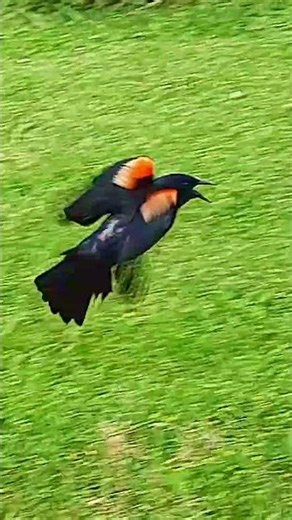 Red Winged Blackbird Flies Around Us | Foiled Attack Or A Sign? #birds #nature