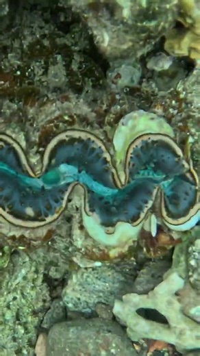 One Clam Shell Closes, Another Remains Calm 🐚🪸🔥