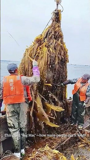 Giant seaweed harvesting at sea! #fishinglife #harvest