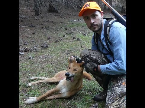 Barking the Dog - Hunting Wild Dogs in NSW State Forest