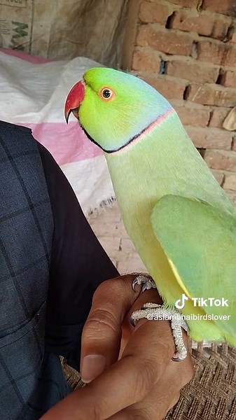 Talking Parrot Videos: Cute Aviary Parrot's Nature Conversations