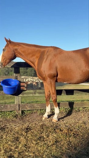 10K views · 331 reactions | Ocala Breeders' Feed & Supply has been a...