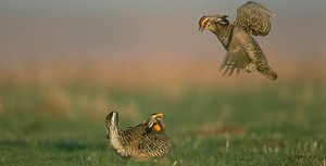Greater prairie chicken - Alchetron, the free social encyclopedia