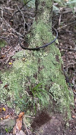 Collins Drive Loop, Broken Hills, Coromandel Forest Park #coromandel #hiking #newzealand