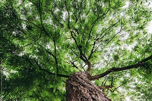 Climate Impact Partners Certifies Lob’s Carbon Neutral Offering