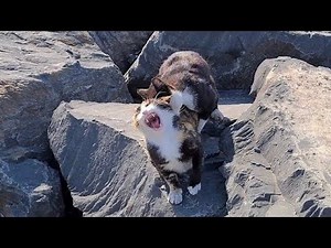 The Male Cat wants to forcefully Mate with the Female cat even though it is not wanted.