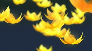 Lotus flower falling animation