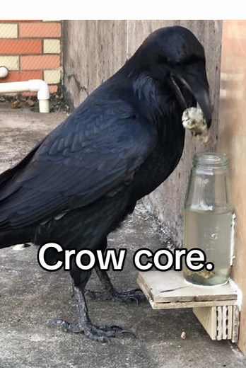 Exploring Crow Core Culture and Community