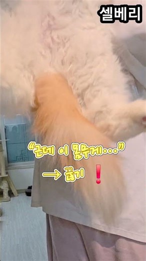 #shorts #노르웨이숲고양이 #Norwegian Forest Cat “이게 고양이 맞나요?”“8kg 실화입니다”