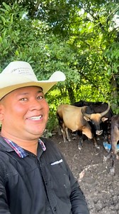 Los toros criollos llaneros con los que hacían pactos con el D!ablo 😱 | El morroco