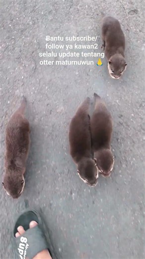di kejar 4 ekor berang-berang Otter #berangberang #otter #hewanbesar #cute #animals #fypシ #pets #zoo
