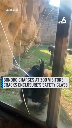 The Memphis Zoo has closed its bonobo exhibit for glass repairs after it was damaged by a primate that launched toward onlookers. Video verified by NBC News shows a bonobo strike the safety glass amid a leap toward patrons who are laughing and giggling at the animal. #zoo #security #memphis #glass | NBC 6