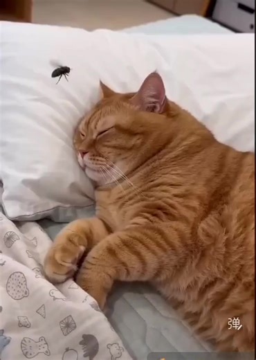 Cat vs Flying Bug