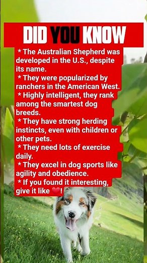 Even though their name is Australian Shepherd, do you know where they actually originated? 🐕🇺🇸