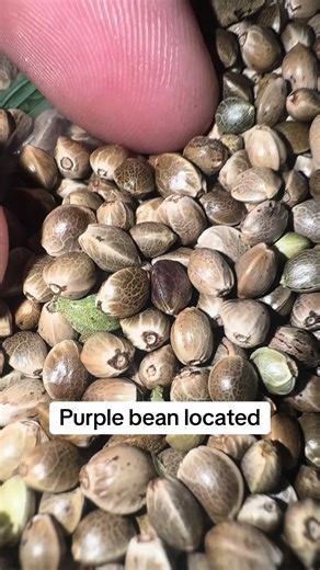 Discover the Beauty of Purple Seeds Breeding